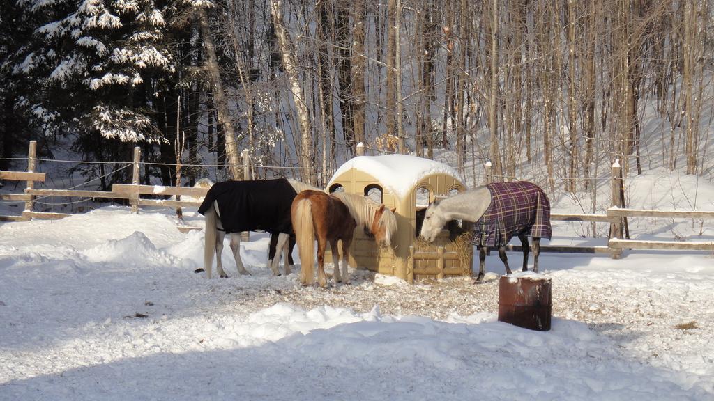 Auberge Le Cheval Bleu Saint-Alphonse-Rodriguez Екстериор снимка